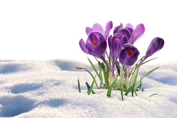 Beautiful spring crocus flowers growing through snow, space for text
