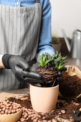 Woman transplanting Haworthia into pot at table indoors, closeup. House plant care