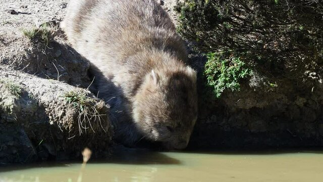 Vombatus ursinus - Common Wombat in the Tasmanian scenery, marsupial drinks from the river. Australian furry vegetarian mammal in Australia.