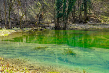 Lake with natural green water surrounded by forest and green vegetation