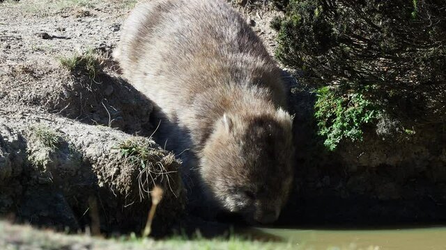 Vombatus ursinus - Common Wombat in the Tasmanian scenery, marsupial drinks from the river. Australian furry vegetarian mammal in Australia.