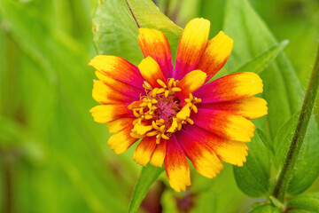 咲いている鮮やかなヒャクニチソウの花
