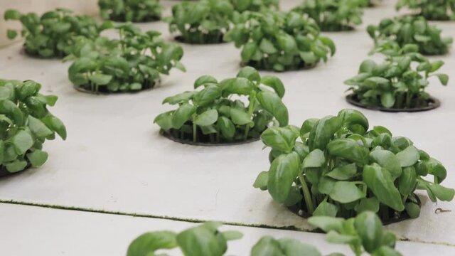 Growing basill and herbs in hydroponic system, seed pods made of rock wool. Vegan and healthy eating concept. Sprouted seeds, micro greens