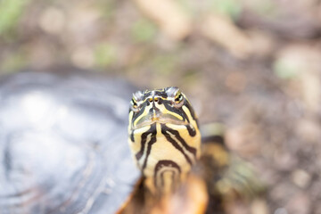Schildkröte in der Natur