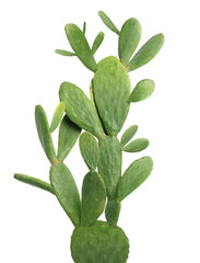 Beautiful big green cactus on white background