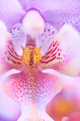 Orchid bloom. Orchid flower close up.