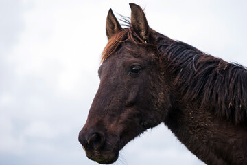 Horse portrait Young mare pony. Scrawny, and dirty with his manes blowing in the wind.