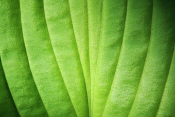 Green leaf with a velvety texture closeup