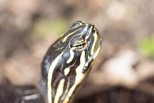 Schildkr&ouml;te in der Natur