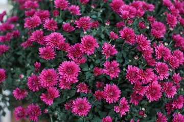 A close up of a pink flower on a plant