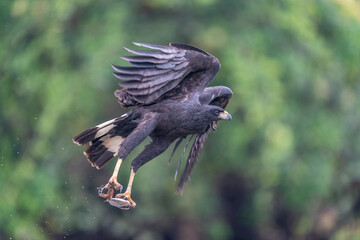 The Great black hawk (Buteogallus urubitinga)