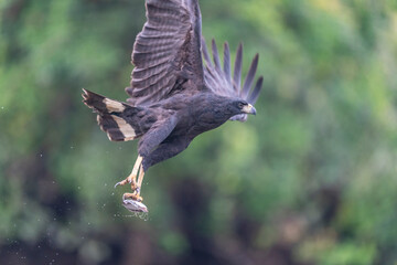 The Great black hawk (Buteogallus urubitinga)