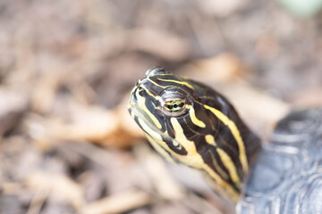 Schildkröte in der Natur