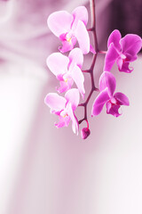 Beautiful fresh orchid flower close up copy space. Floral background.