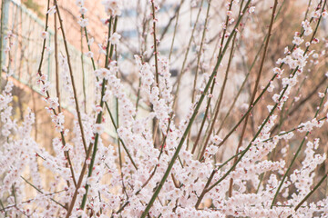 The scenery of spring