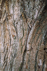 embossed texture. Old wood cracked texture, the trunk of the tree, natural wood background, bark. elm