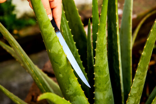 Aloe Vera or Babosa. Woman's hand cutting the Aloe Vera leaf with a lot of natural gel