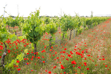 Ecologic vineyard with red poppy flowers