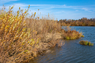 Thickets of talnik on the bank of the small taiga river Yaya