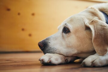 Portrait of old dog at home. Bored labrador retriever lying down and looking up. 
