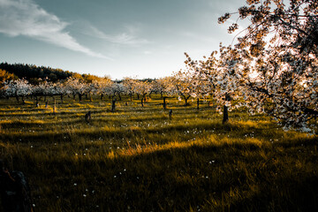Beautiful white flowers on blooming apple trees with spring warm and colorful sunset light on a...
