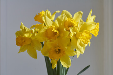 Bouquet of yellow daffodil flowers in the sunlight on window
