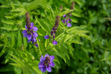 Galega officinalis (goat's-rue or french lilac) in bloom. Beautiful violet flowers in a summer field.	