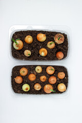 Growing onions in a plastic container. Recycling of plastic products. Kitchen garden in the apartment. Onion on a white background