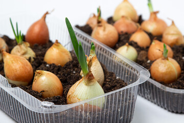 Growing onions in a plastic container. Recycling of plastic products. Kitchen garden in the apartment. Onion on a white background