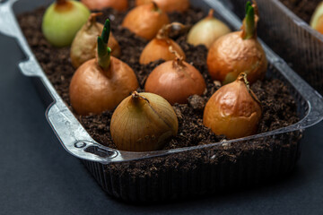 Growing onions in a plastic container. Recycling of plastic products. Kitchen garden in the apartment. Onion on a black background