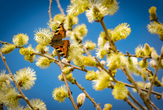 Spring - An insect a butterfly sits on a flowering pussy-willow plant and collects nectar in the Amöneburger Becken nature reserve near Marburg in Germany. On a sunny day.