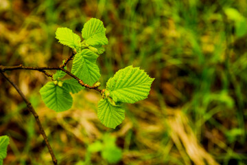 close-up of some young leaves of elm tree in the forest 