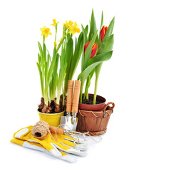 Narcissus flowers, tulips and gardening tools on white background. Gardening concept