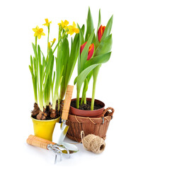 Narcissus flowers, tulips and gardening tools on white background. Gardening concept