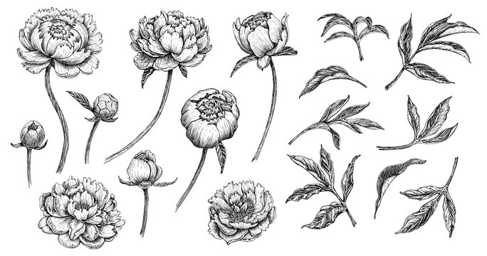 Set of hand drawn flower peony, line-art on white background