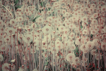 Flower field. Dandelions. Flowery meadow. Retro filter effect