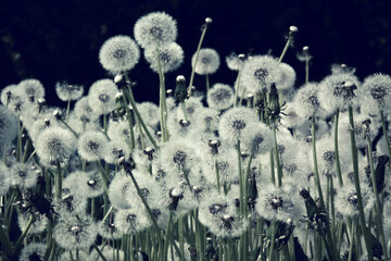Flower field. Dandelions. Flowery meadow. Retro filter effect