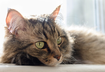 Beautiful brown Siberian cat lies on a sunny window sill
