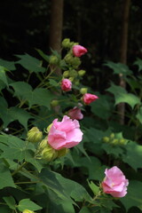フヨウの木　花と蕾