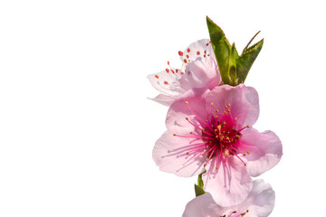 Naklejka premium Pink peach tree flowers isolated on white background, with copy space