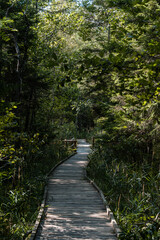 Fototapeta na wymiar Wooden walkway in the Slitere national park during sunny summer day in the middle of green forest