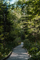 Obraz premium Wooden walkway in the Slitere national park during sunny summer day in the middle of green forest