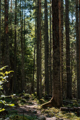 Obraz premium Beautiful moody forest with sun beams coming through and illuminating the surroundings