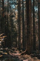Beautiful moody forest with sun beams coming through and illuminating the surroundings