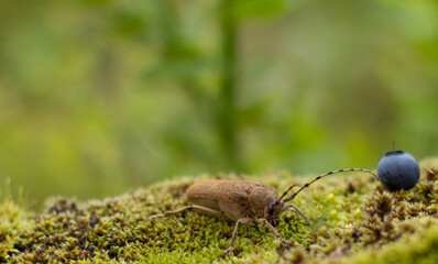 Aingle juice blueberry and insect long-horned beetle.