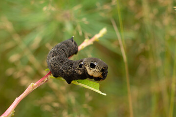 Caterpillar of Elephant hawkmoth on a twig