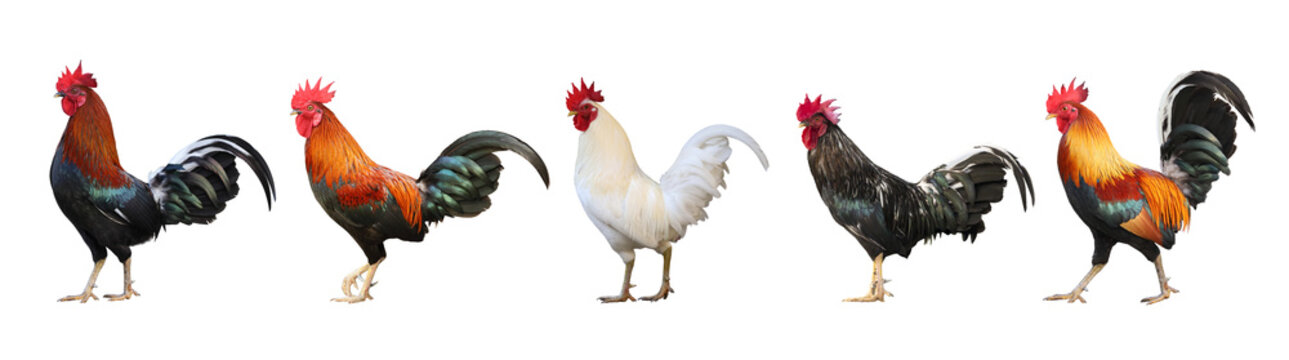 Set of colorful  free range male rooster isolated on white background