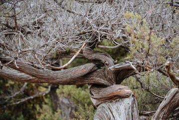 Old twisted juniper tree in the forest. Swirling bark.
