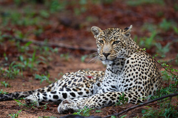 Fototapeta na wymiar Leopard female resting in Sabi Sands Game Reserve Game Reserve in the Greater Kruger Region in South Africa
