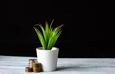 coins and a green plant on the table on a black background